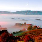 Morgennebel in der Südsteiermark