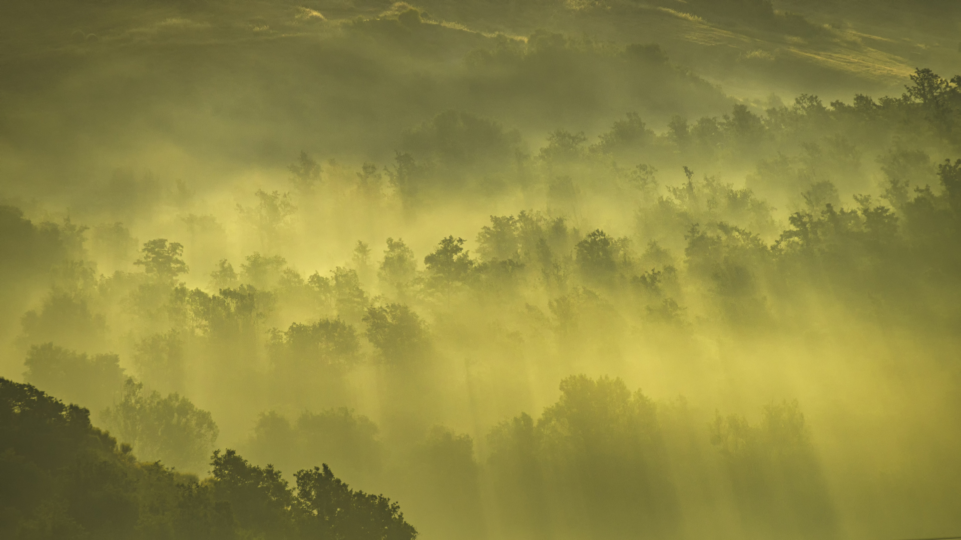 Morgennebel in der Toskana, 2014.06.07