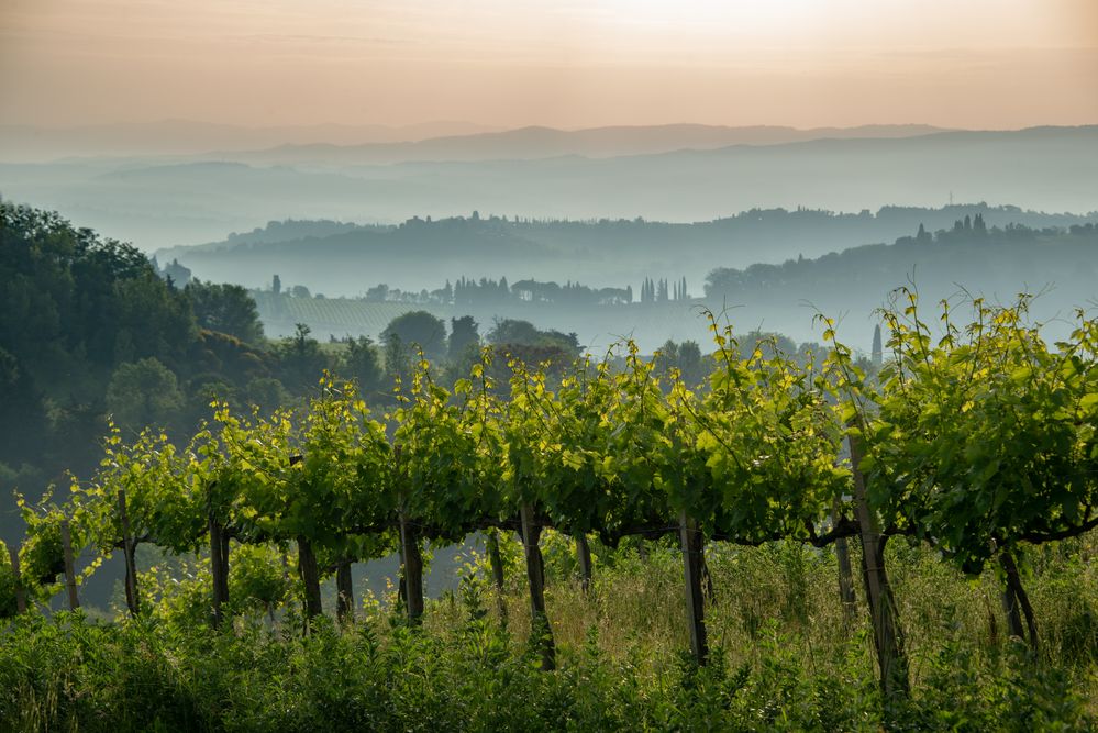 Morgennebel in der Toskana