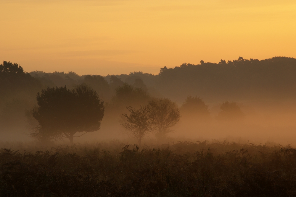 Morgennebel in der Wahner Heide