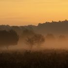 Morgennebel in der Wahner Heide