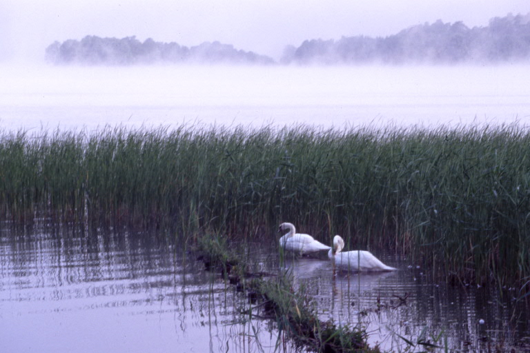 Morgennebel in Masuren