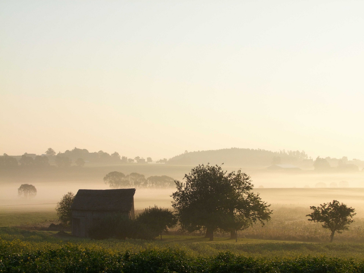 Morgennebel in Neuhausen (Schwarzwald)