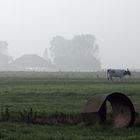 Morgennebel in Ostfriesland