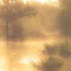 Morgennebel in Wasserwiesen