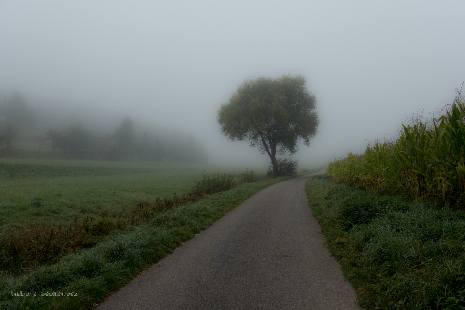 Morgennebel in Zaberfeld