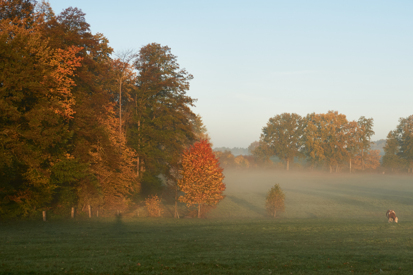 Morgennebel mit Kuh