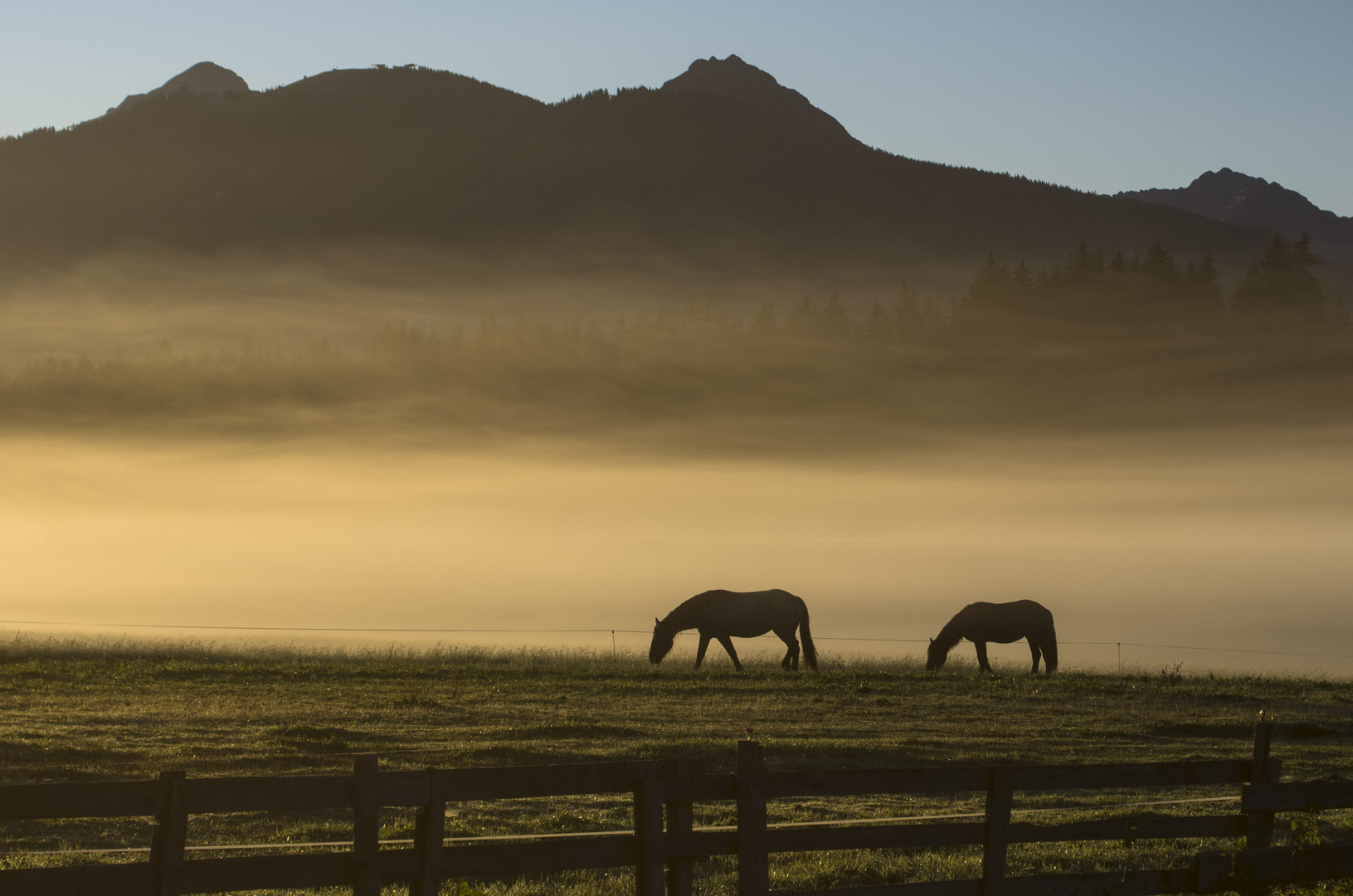 Morgennebel mit Pferden