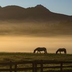 Morgennebel mit Pferden