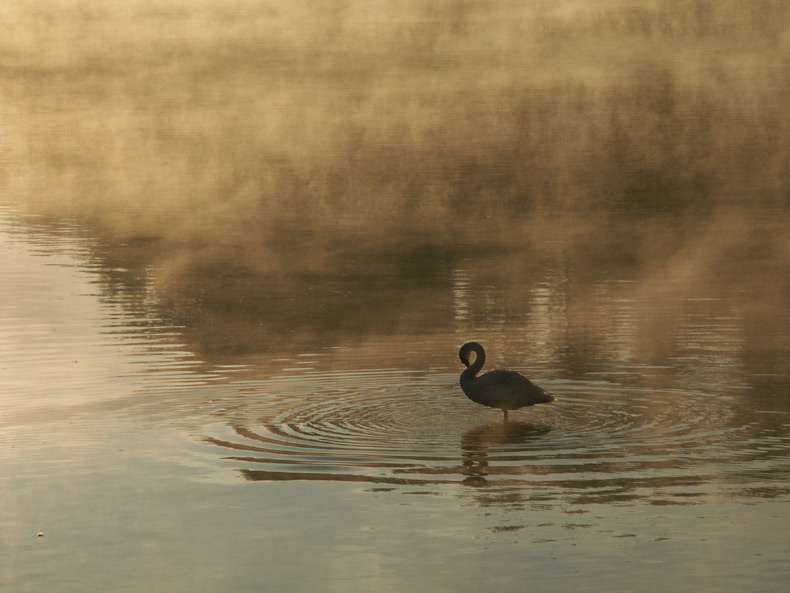 Morgennebel mit Schwan