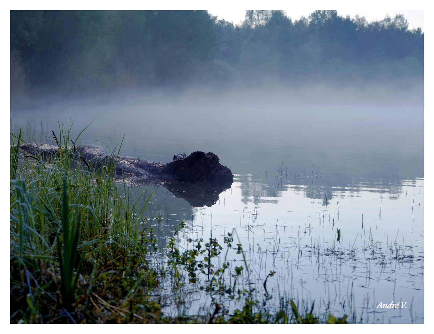 Morgennebel mit Spiegelung