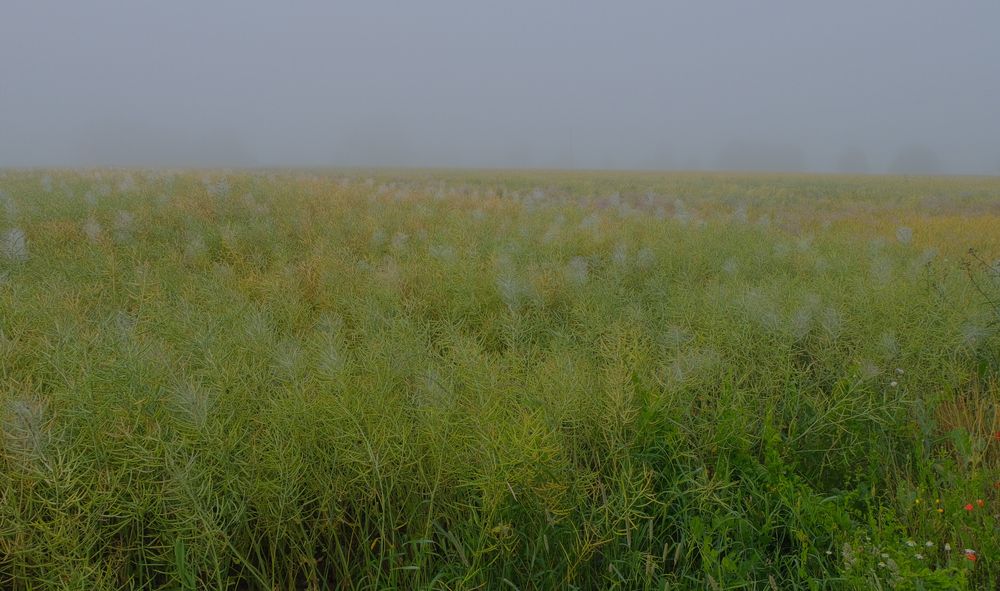 Morgennebel (niebla de la mañana)