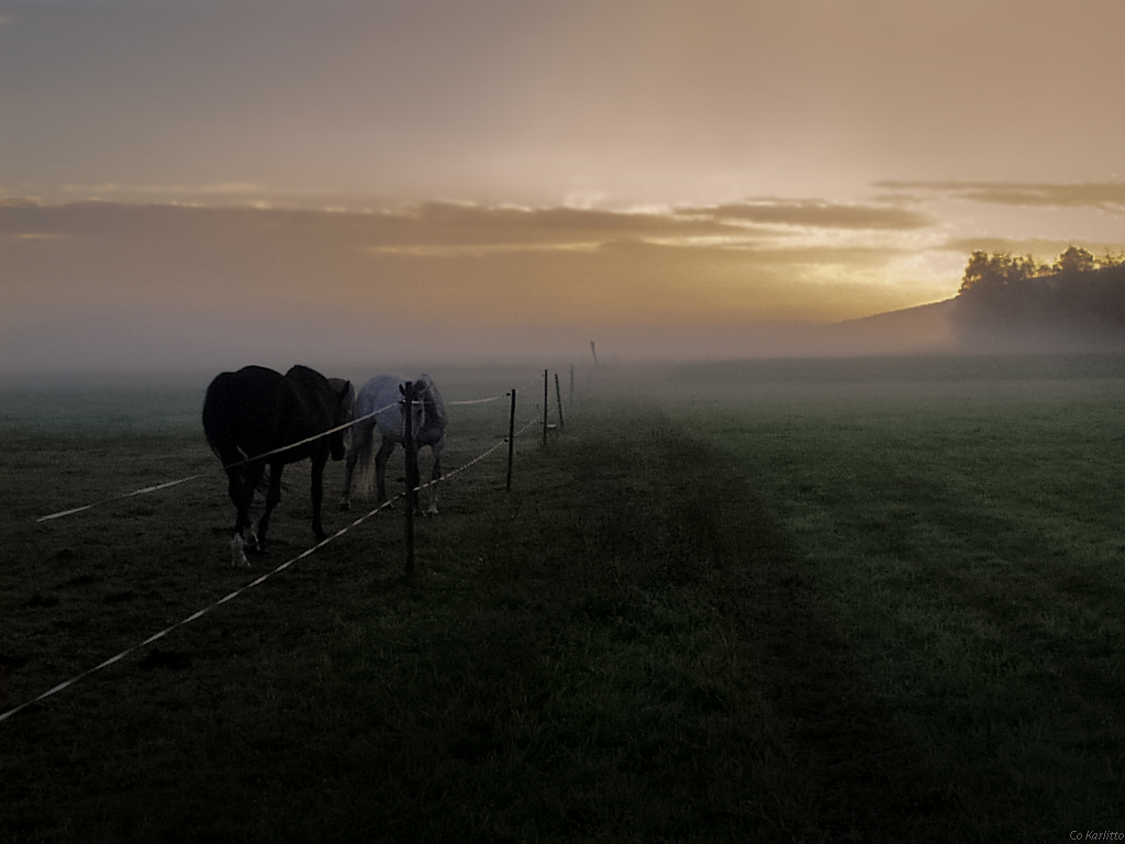 Morgennebel Pferde