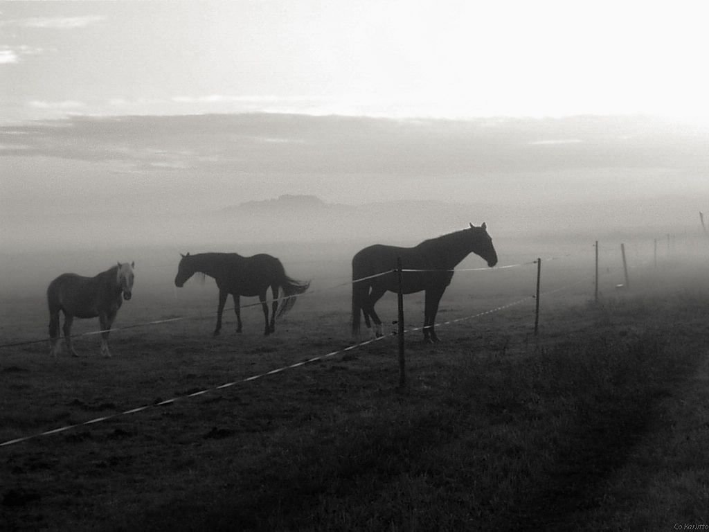 Morgennebel Pferde sw