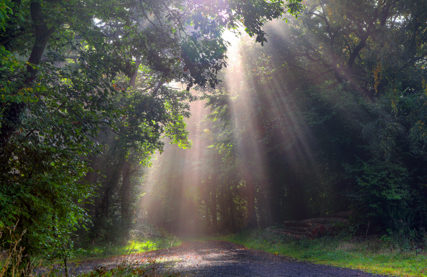 Morgennebel Stimmung