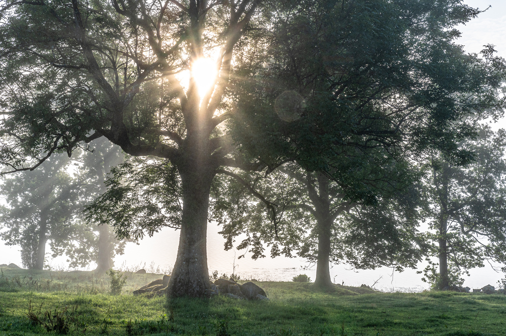 Morgennebel über dem Fiolen (1)