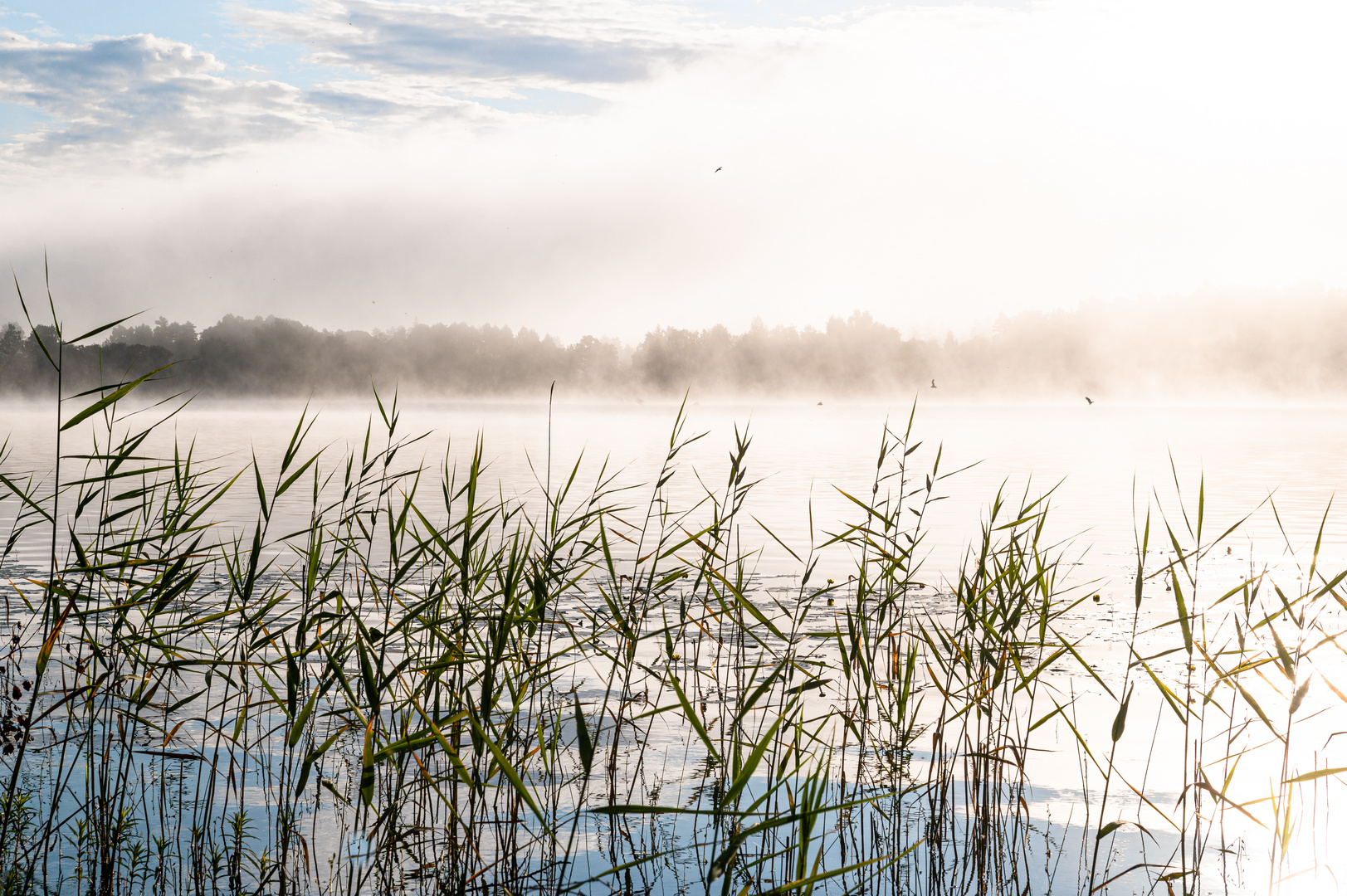 Morgennebel über dem Fiolen (6)