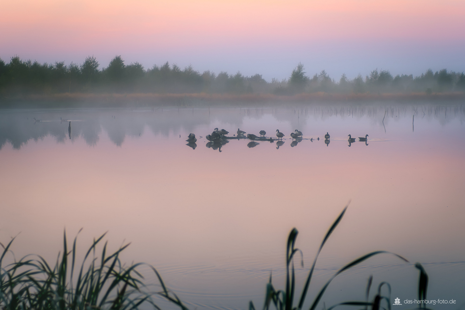 Morgennebel über dem Moorsee