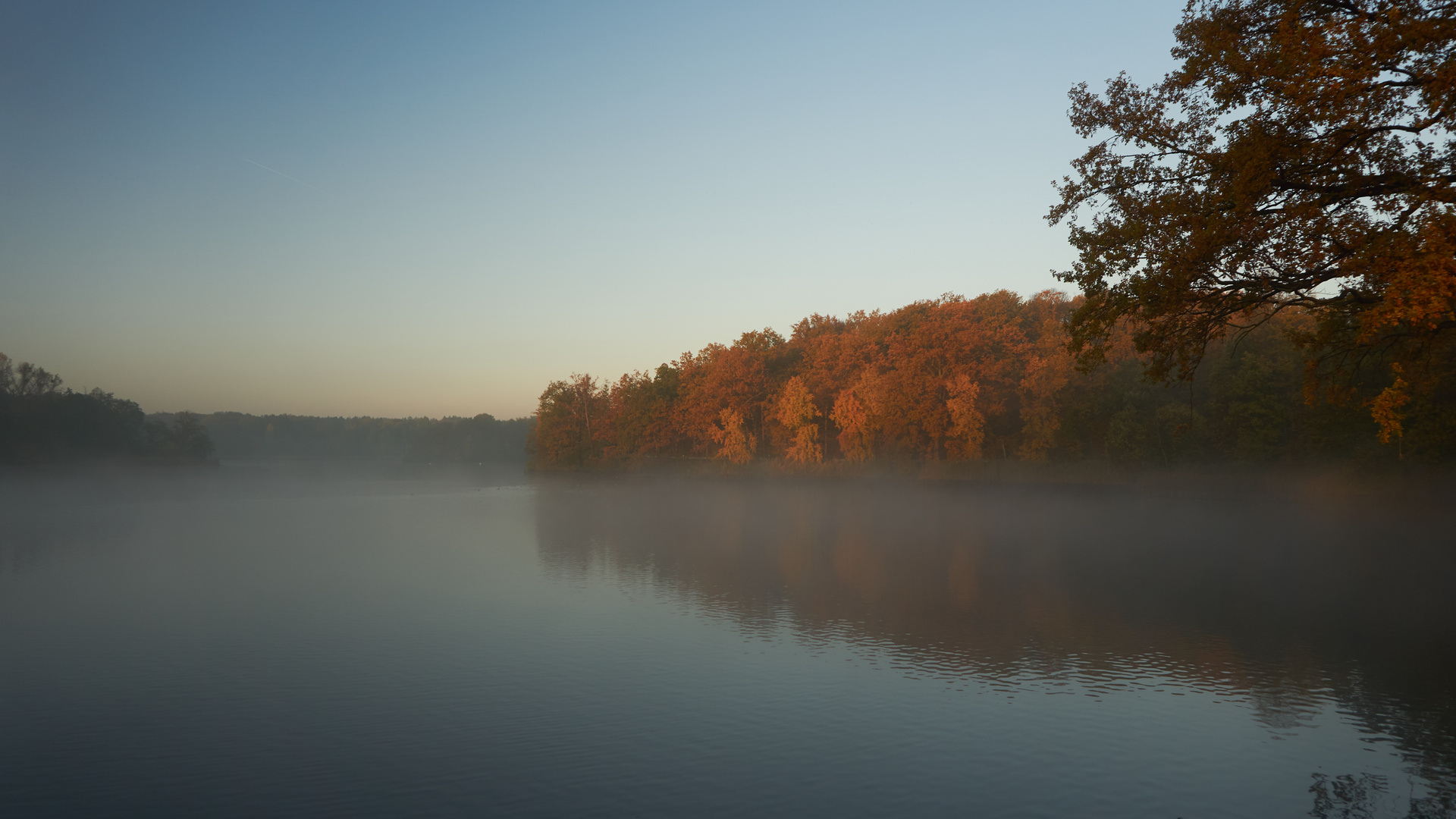 Morgennebel über dem Teich
