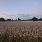 Morgennebel über dem Weizenfeld