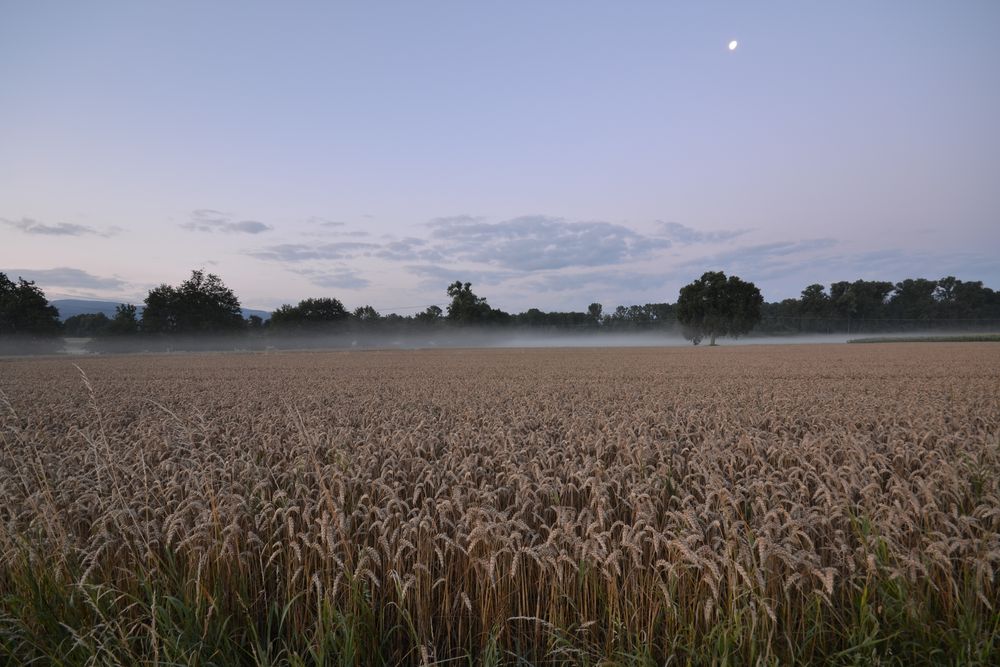 Morgennebel über dem Weizenfeld
