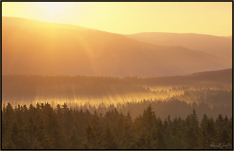 Morgennebel über den Waldwiesen am Brocken