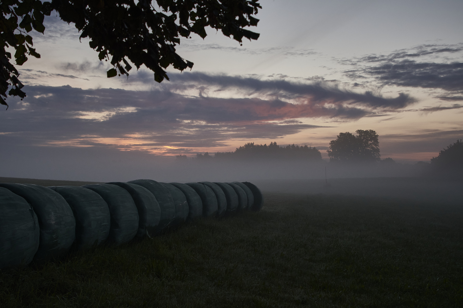 Morgennebel über den Wiesen