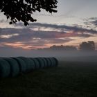 Morgennebel über den Wiesen