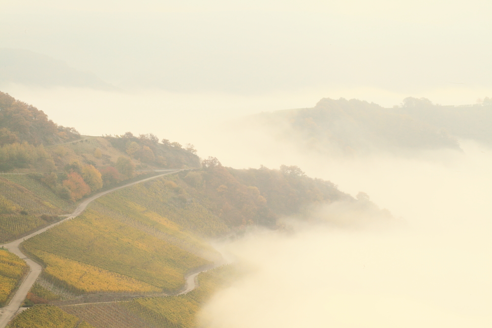 Morgennebel über der Mosel ... Voraussetzung für edelsüße Weine