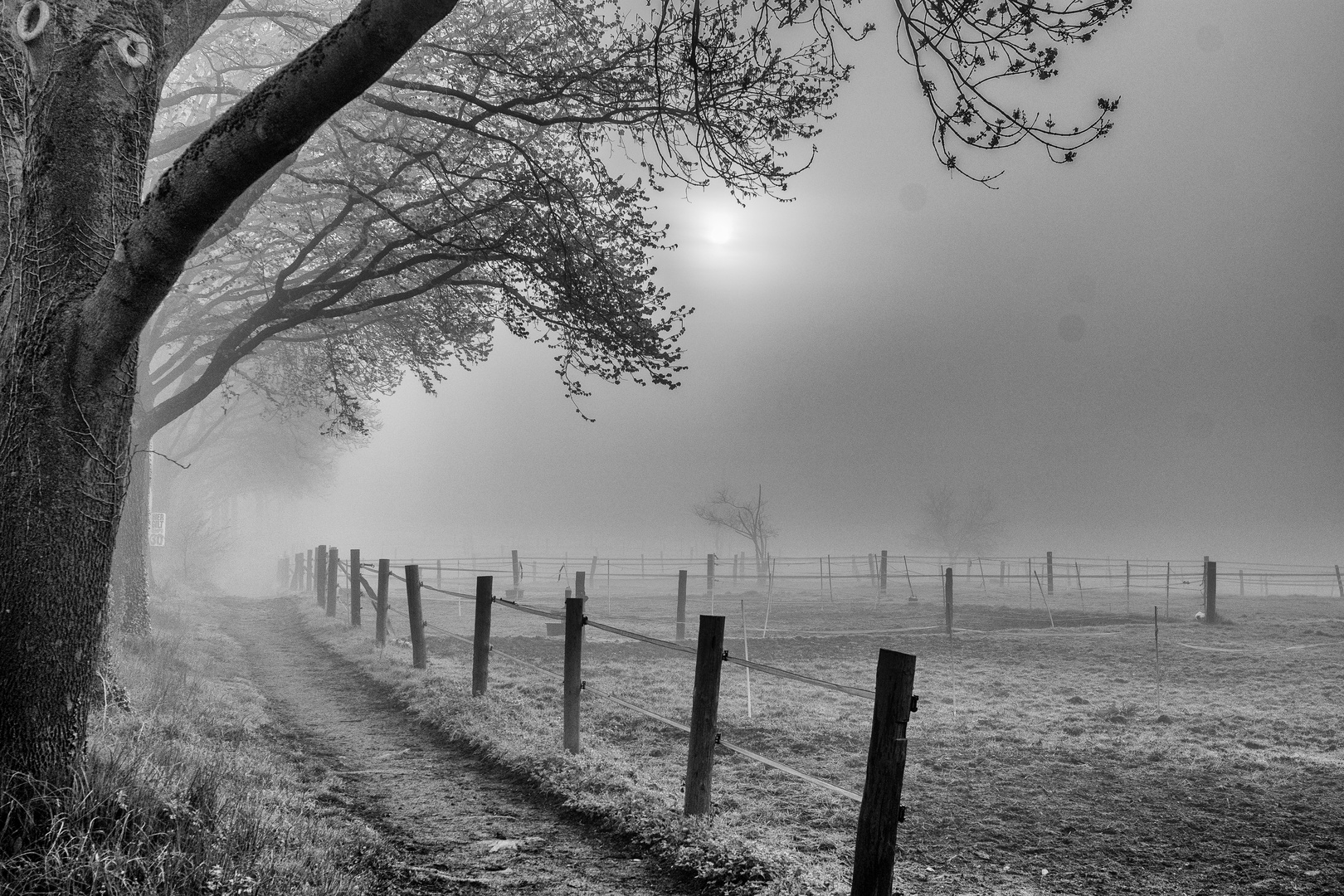 Morgennebel über der Pferdekoppel