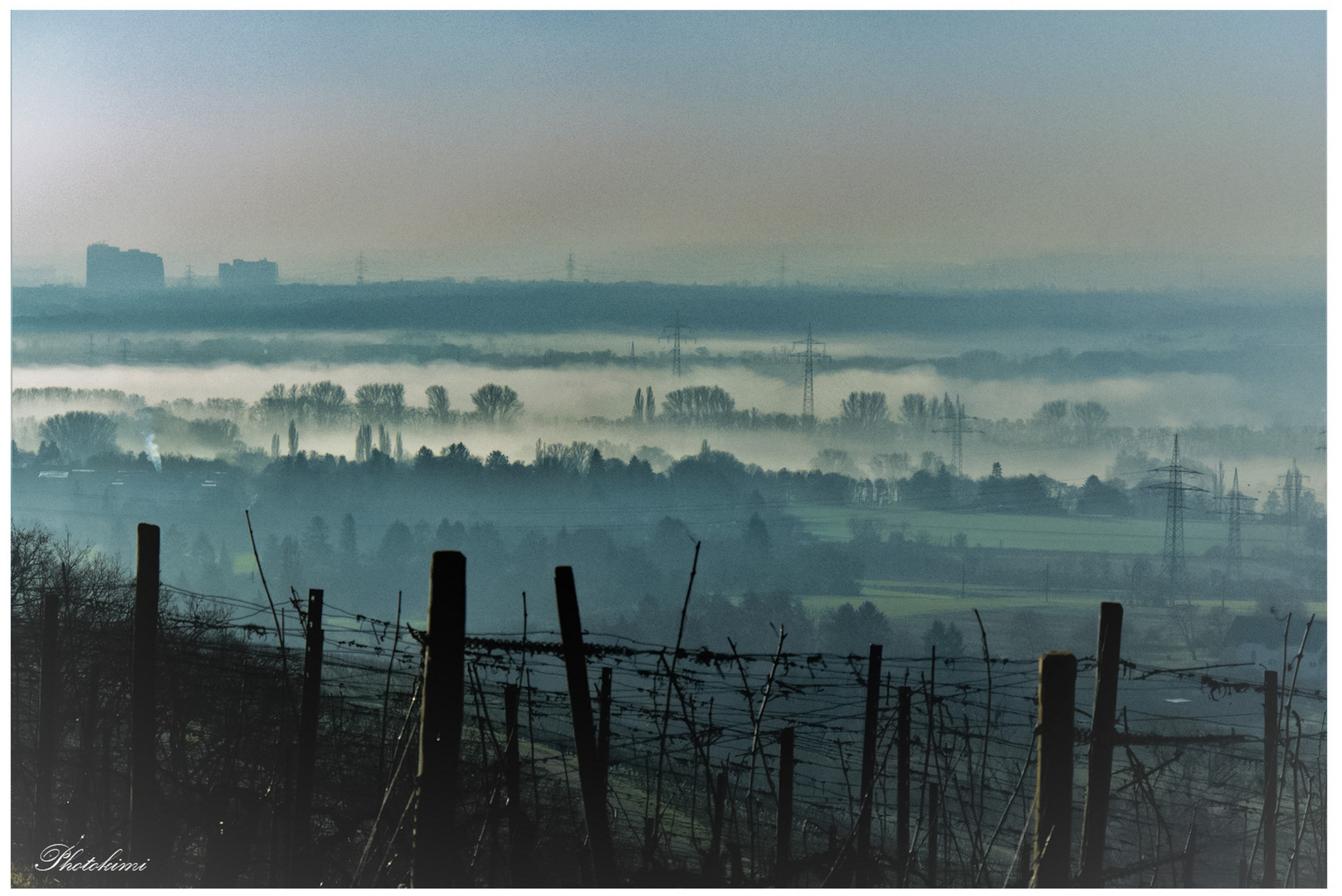 Morgennebel über der Rheingauer Ebene