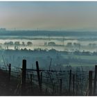 Morgennebel über der Rheingauer Ebene