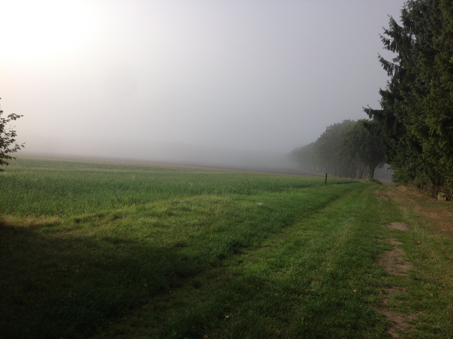 Morgennebel über Feldrand