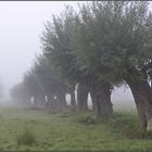 Morgennebel über Middelhagen