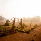 Morgennebel über Reisfeldern