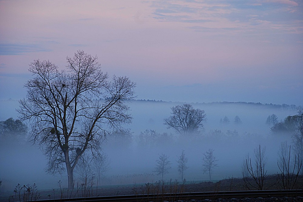 Morgennebel zur blauen Stunde