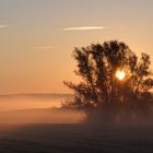 Morgennebel1