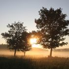 Morgennebel_2