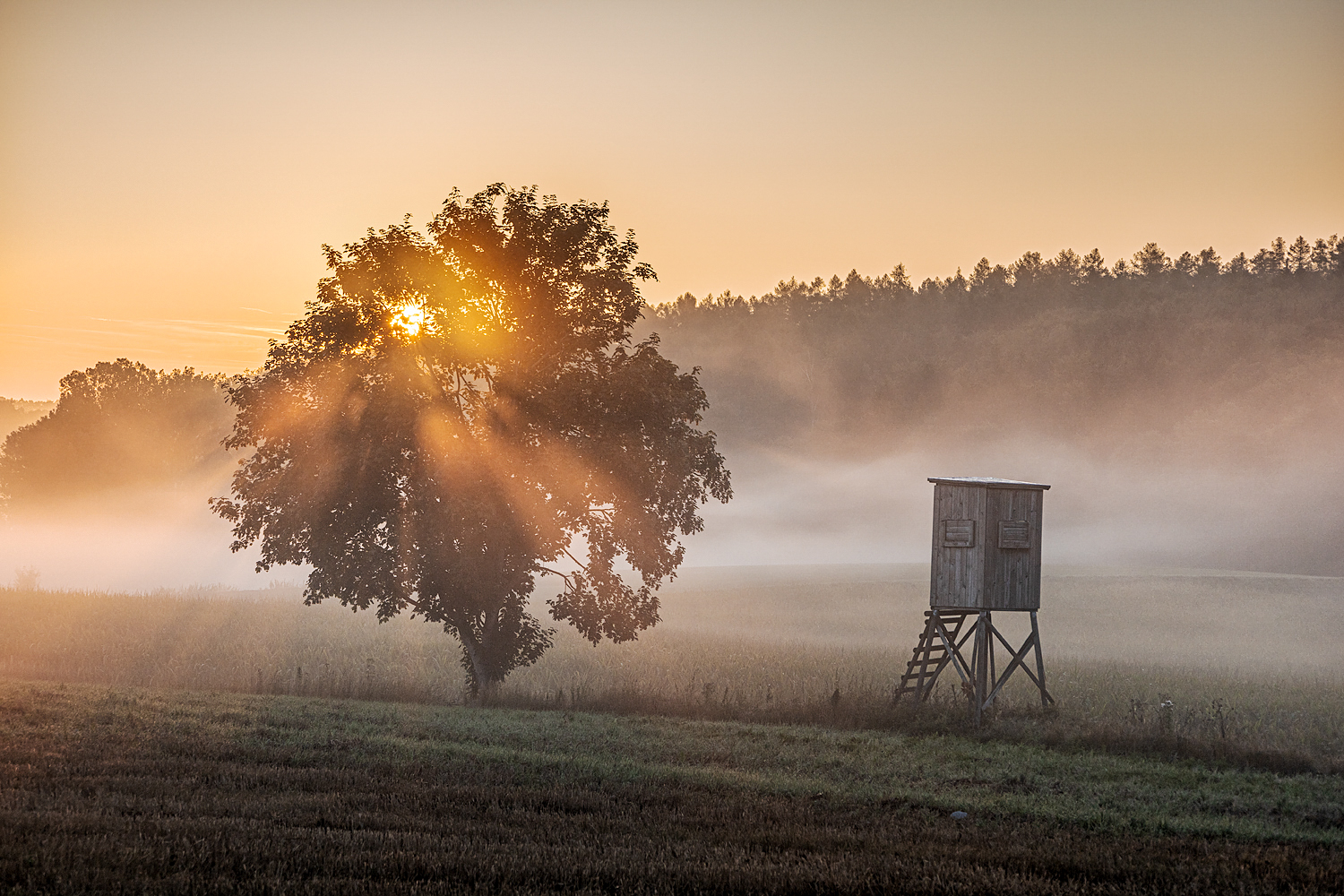 morgennebelei ...