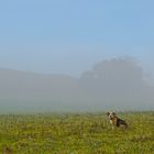 Morgennebelschwaden