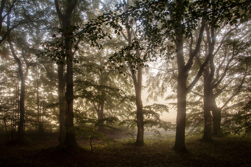 MorgenNebelWald