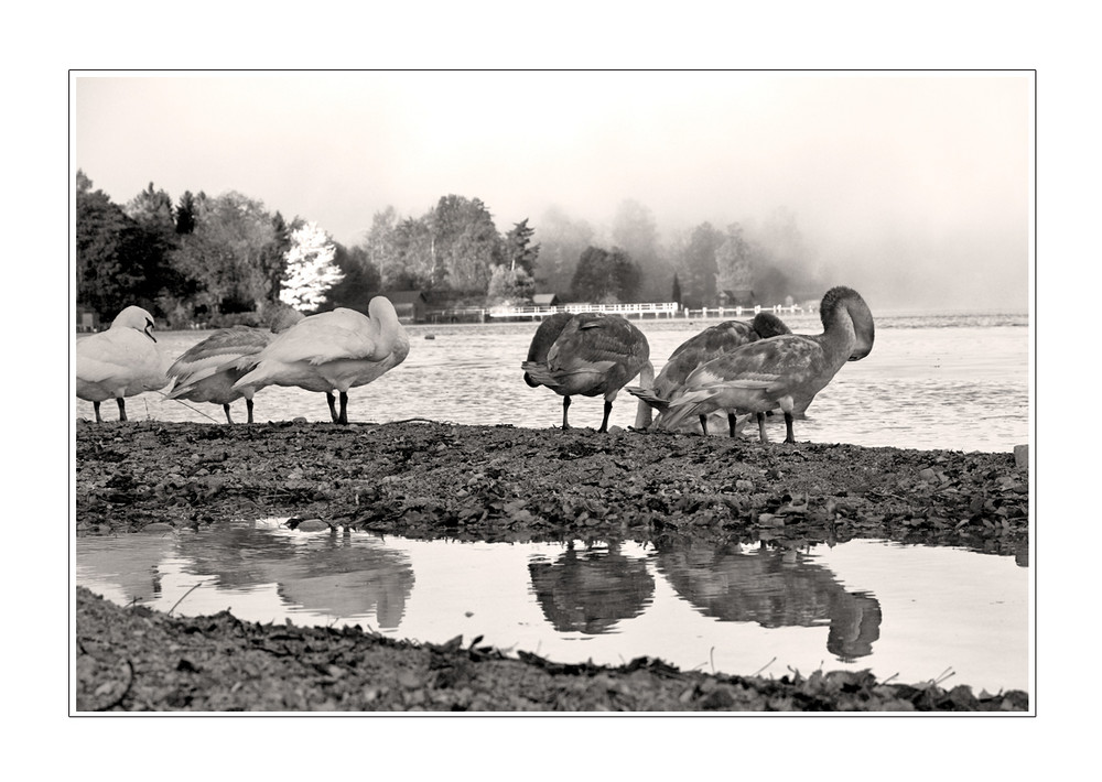 Morgenputz am See