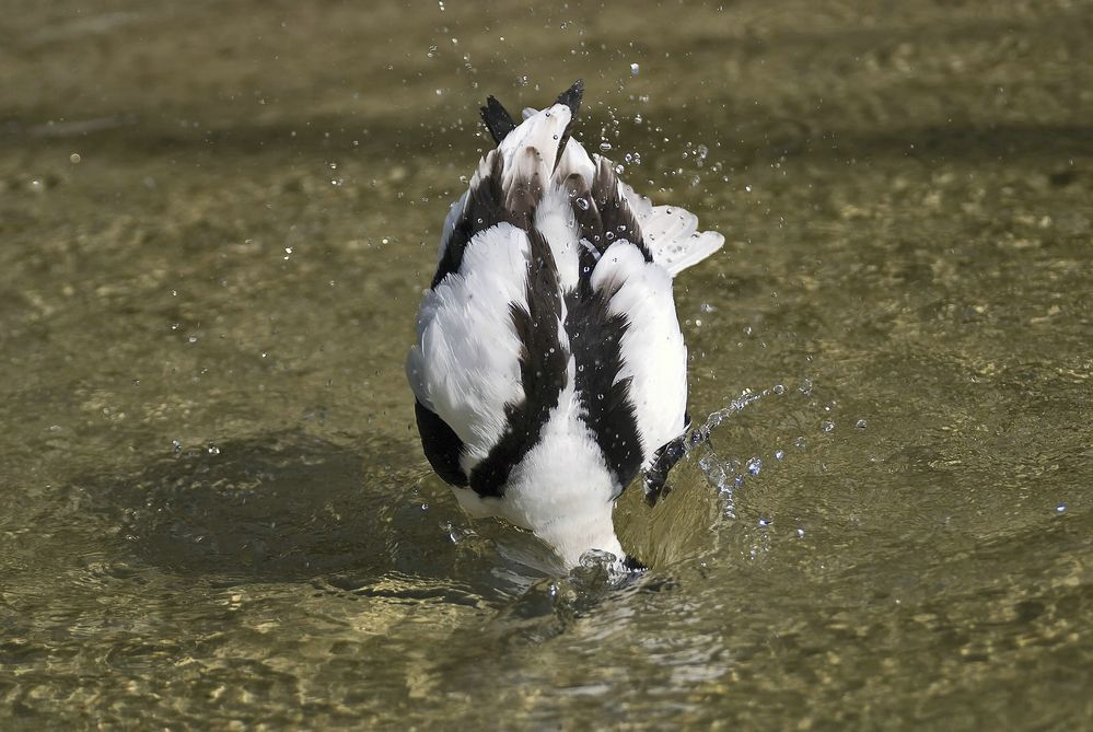 Morgenputz im Rheiner Zoo