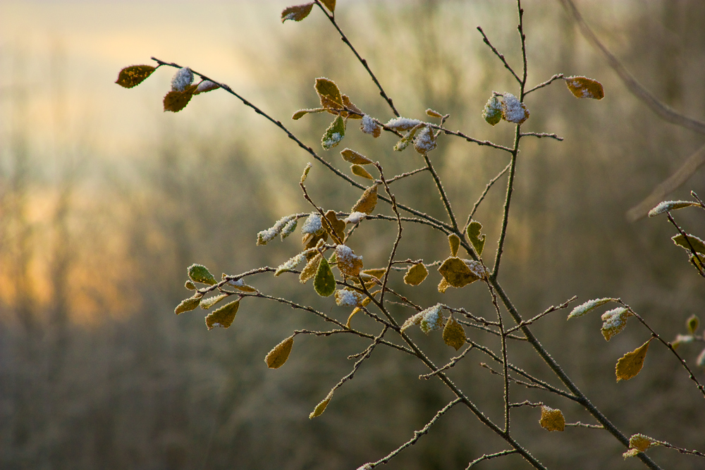 Morgenreif