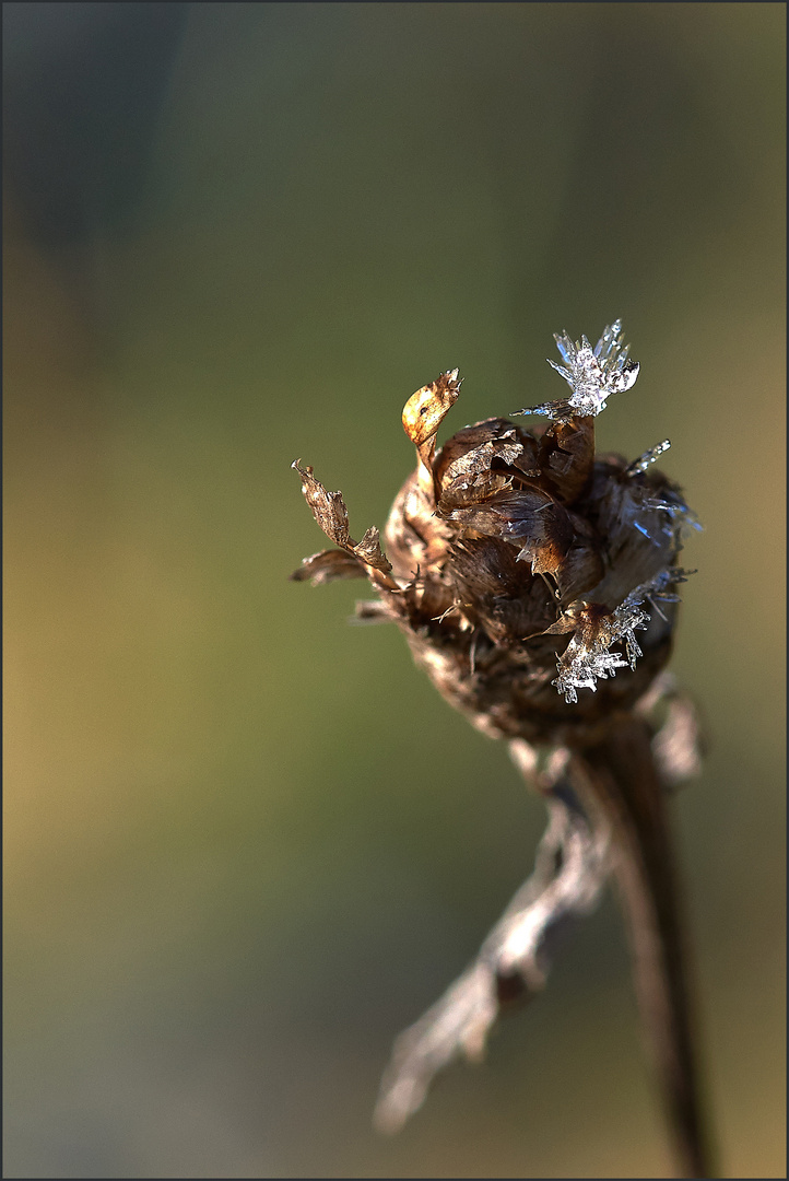 Morgenreif