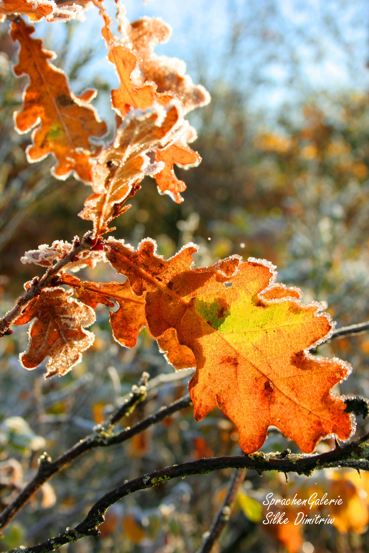 Morgenreif - Eichenblatt im November