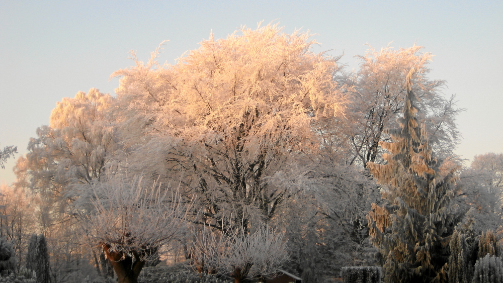 ...Morgenreif in Nordhorn...