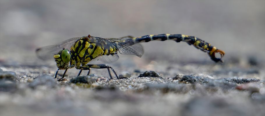 Morgenritual der kleinen Zangenlibelle