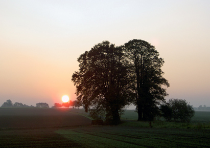 Morgenröte am Feldrain