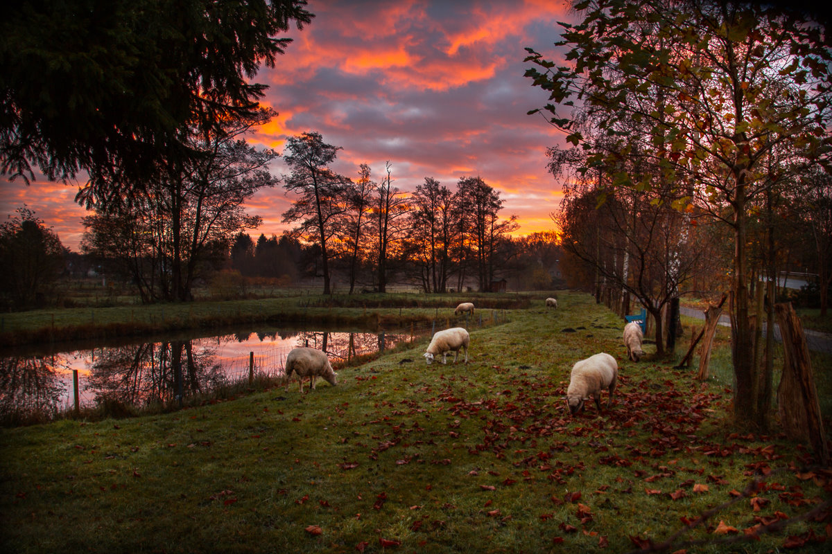 Morgenröte